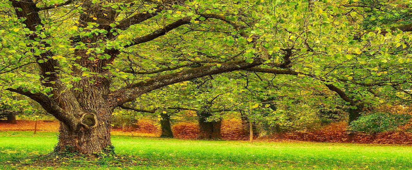 Large tree with leaves with background of trees with leaves
